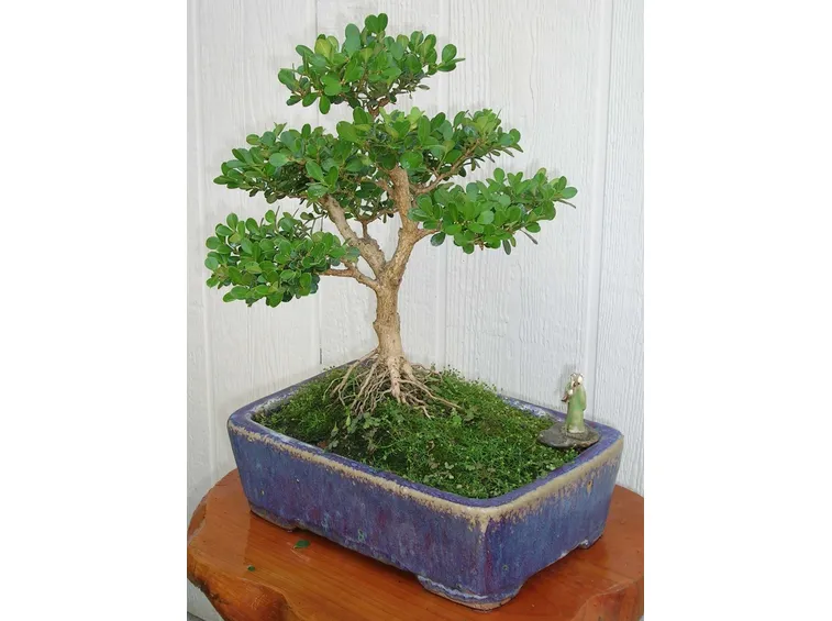rinvaso del bonsai ficus-1