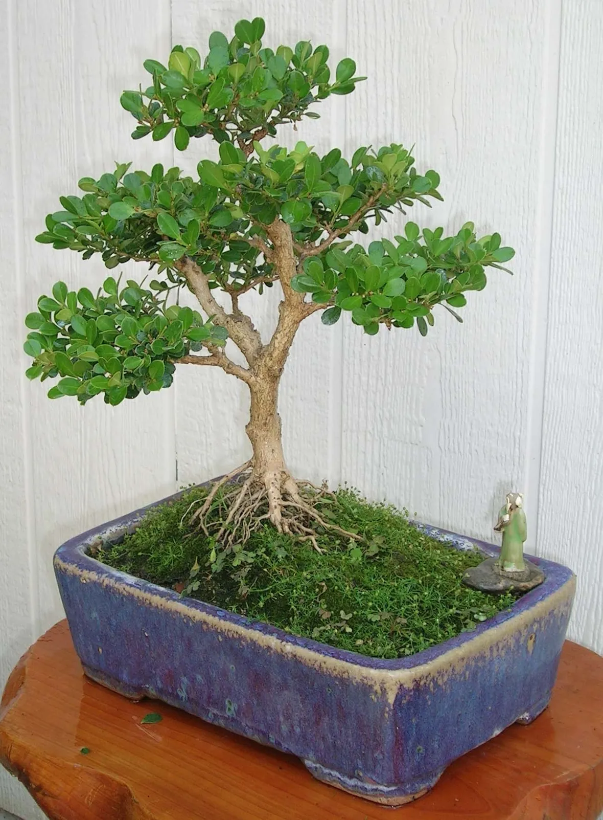rinvaso del bonsai ficus-1