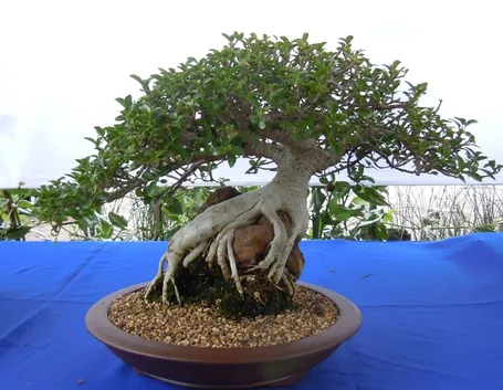 rinvaso del bonsai ficus-2