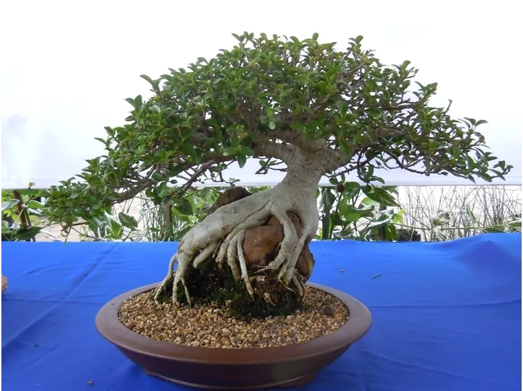 rinvaso del bonsai ficus-2