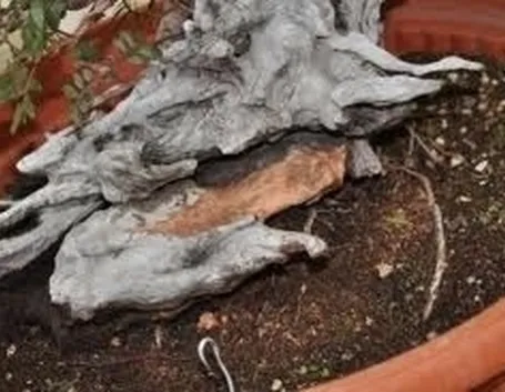rinvaso del bonsai ficus-3