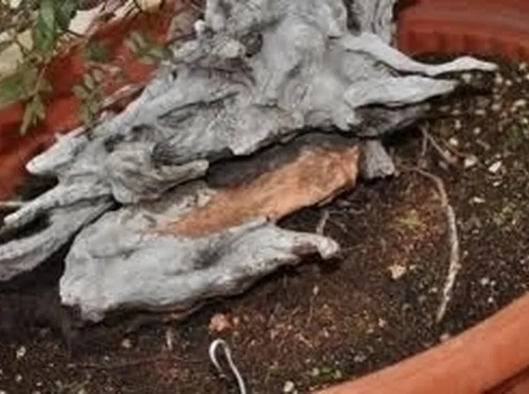 rinvaso del bonsai ficus-3