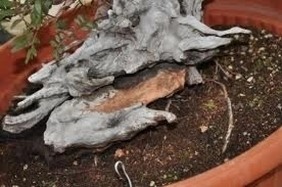 rinvaso del bonsai ficus-3