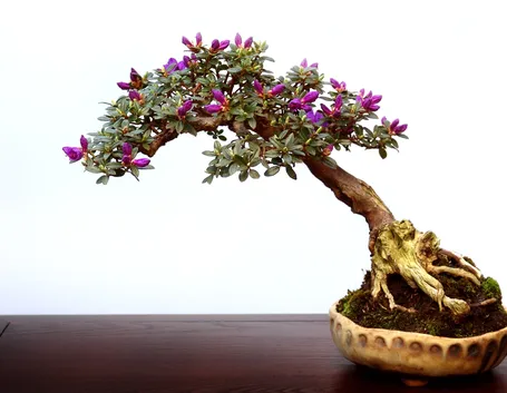 rinvaso del bonsai ficus-4