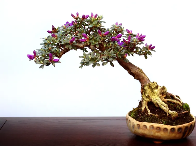 rinvaso del bonsai ficus-4