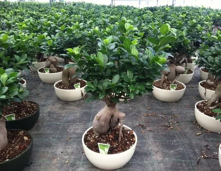 rinvaso del bonsai ficus-5