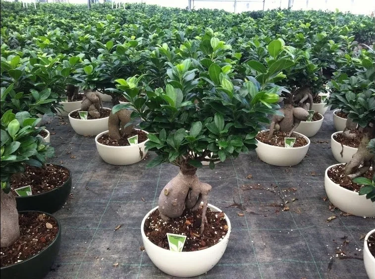 rinvaso del bonsai ficus-5