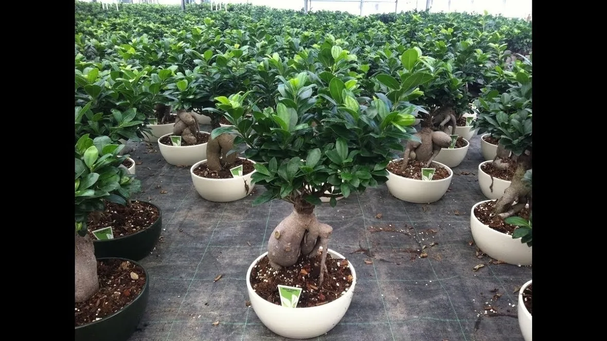 rinvaso del bonsai ficus-5