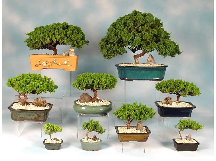 rinvaso del bonsai ficus-6