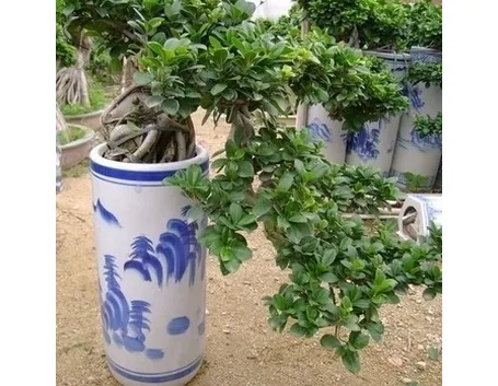 rinvaso del bonsai ficus