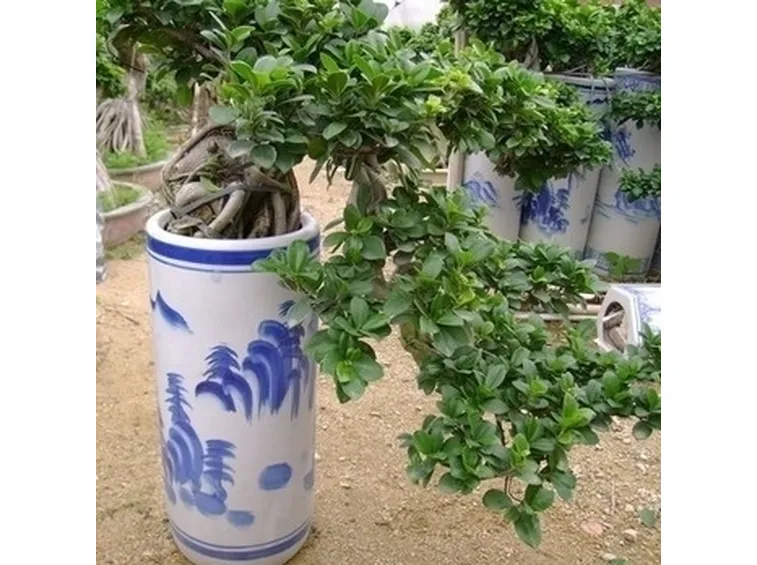 rinvaso del bonsai ficus