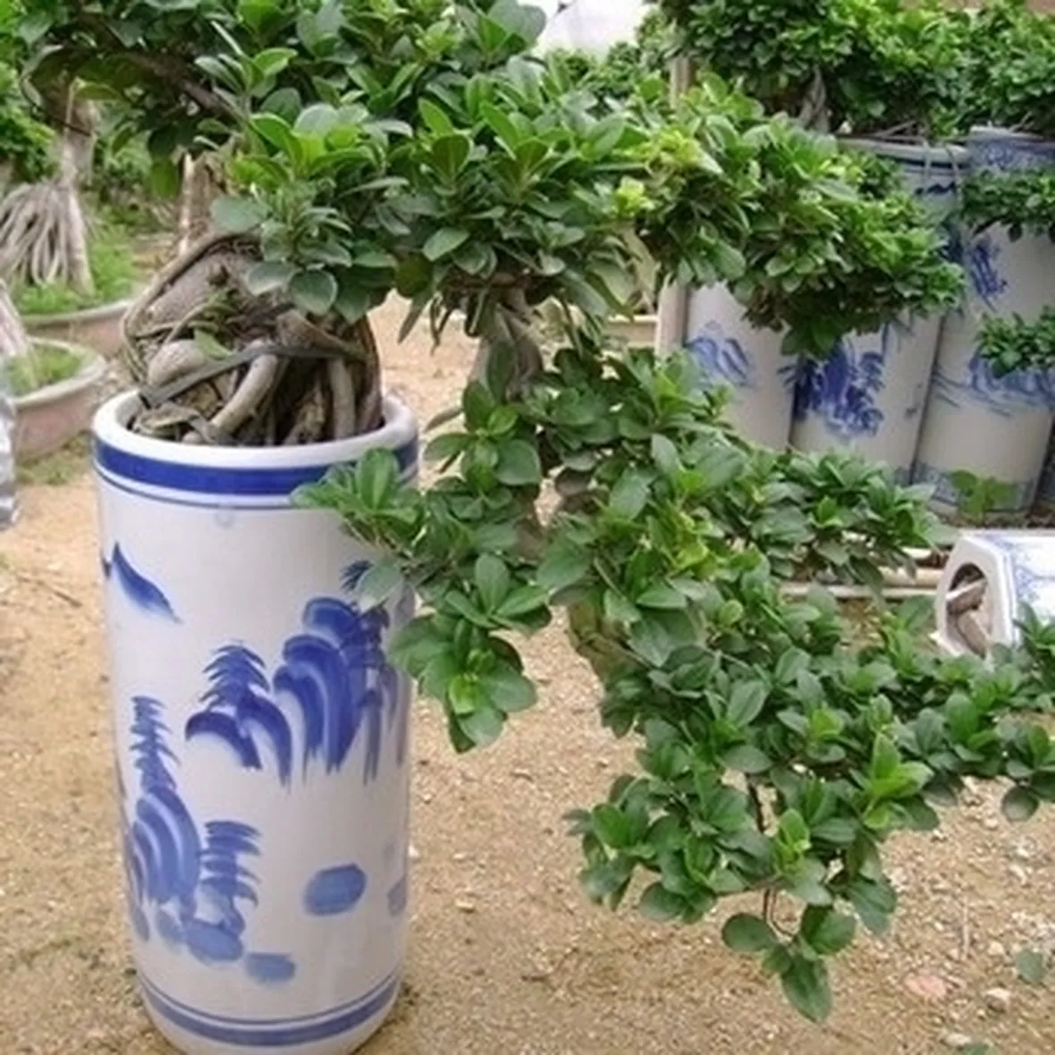 rinvaso del bonsai ficus