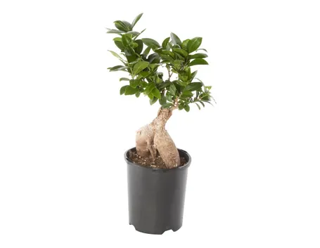 rinvaso di un bonsai ficus-1