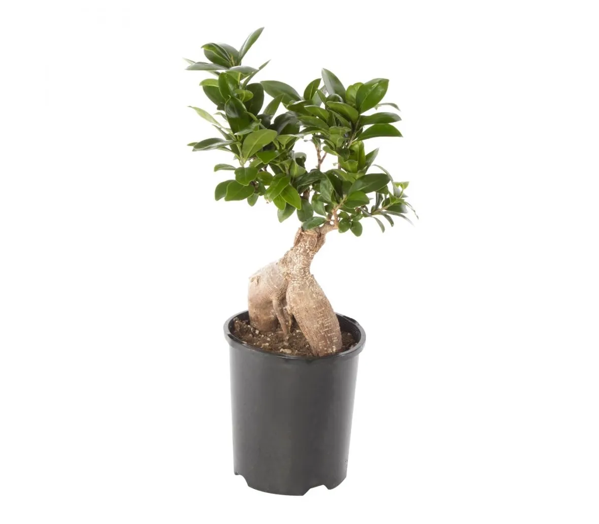 rinvaso di un bonsai ficus-1