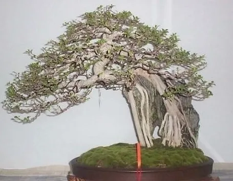 rinvaso di un bonsai ficus