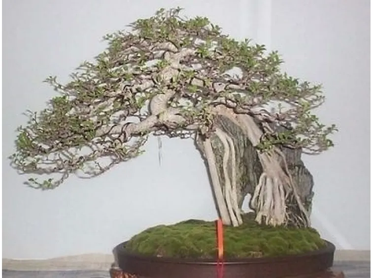 rinvaso di un bonsai ficus