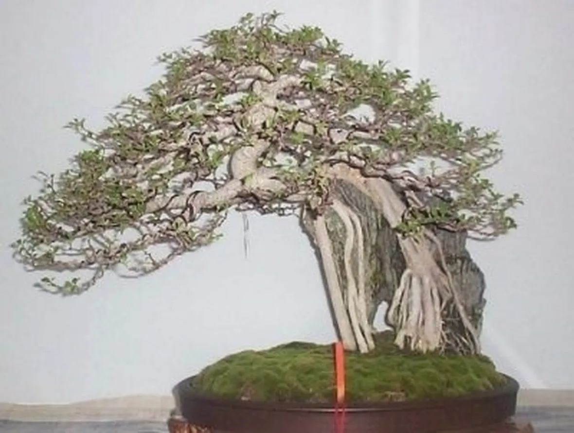 rinvaso di un bonsai ficus