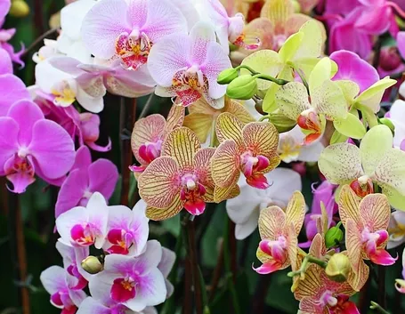 coltivazione orchidee in vaso-2