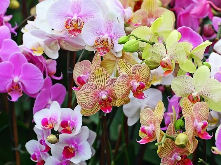 coltivazione orchidee in vaso-2