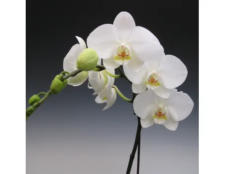 coltivazione orchidee in vaso-3