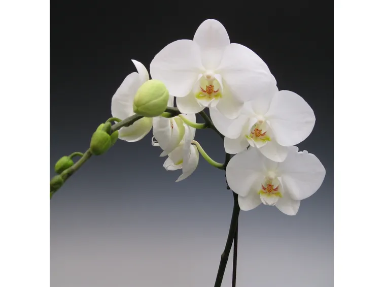 coltivazione orchidee in vaso-3
