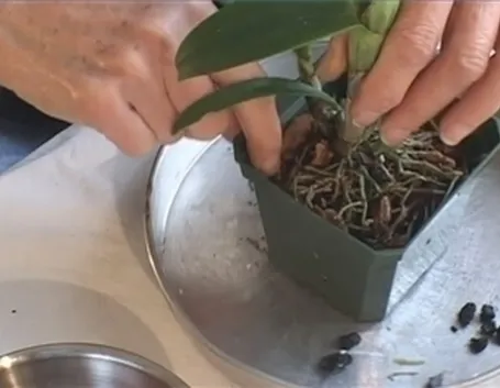 coltivazione orchidee in vaso-4
