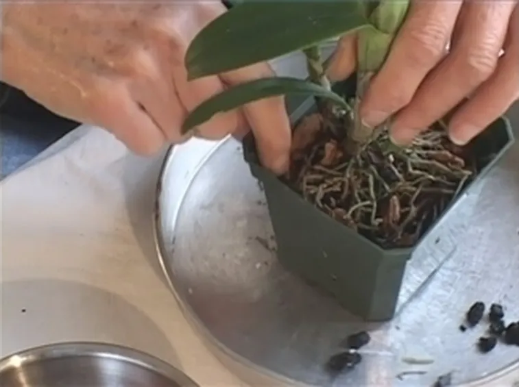 coltivazione orchidee in vaso-4