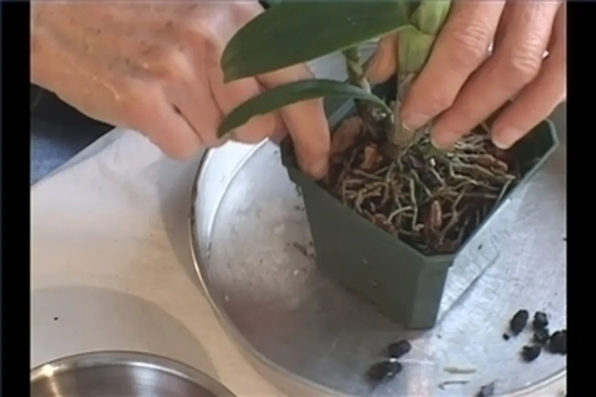 coltivazione orchidee in vaso-4