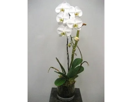 coltivazione orchidee in vaso-5