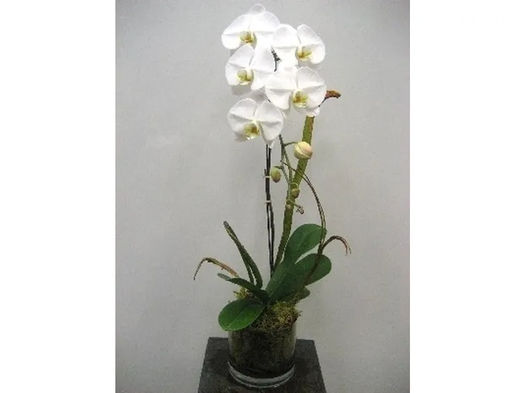 coltivazione orchidee in vaso-5