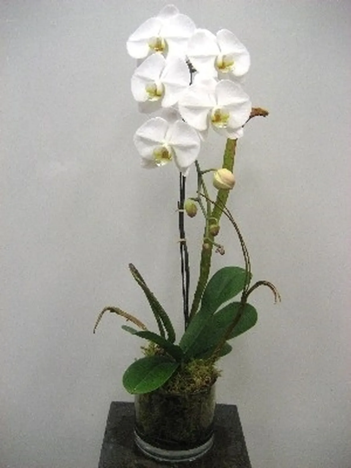 coltivazione orchidee in vaso-5