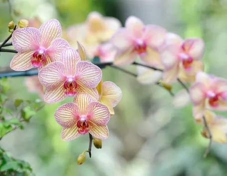 coltivazione orchidee in vaso-7