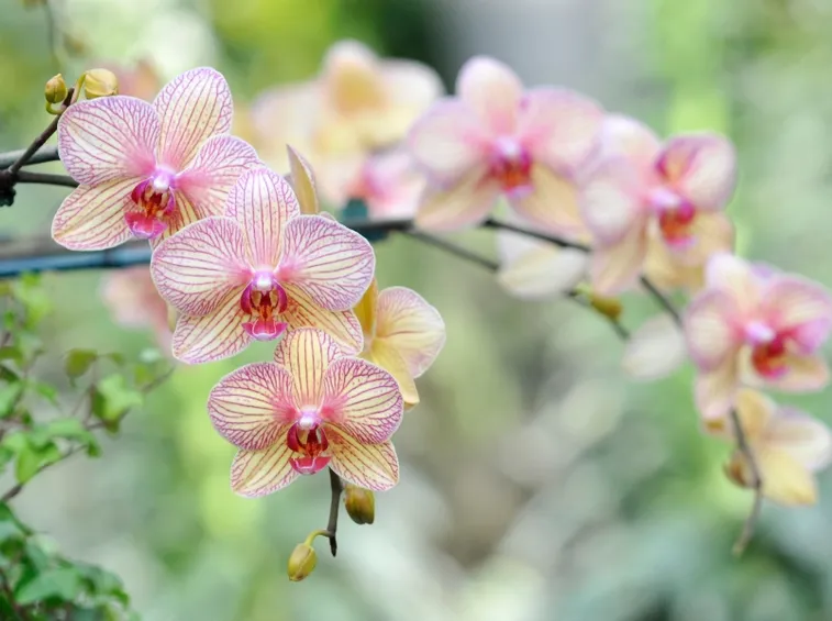 coltivazione orchidee in vaso-7