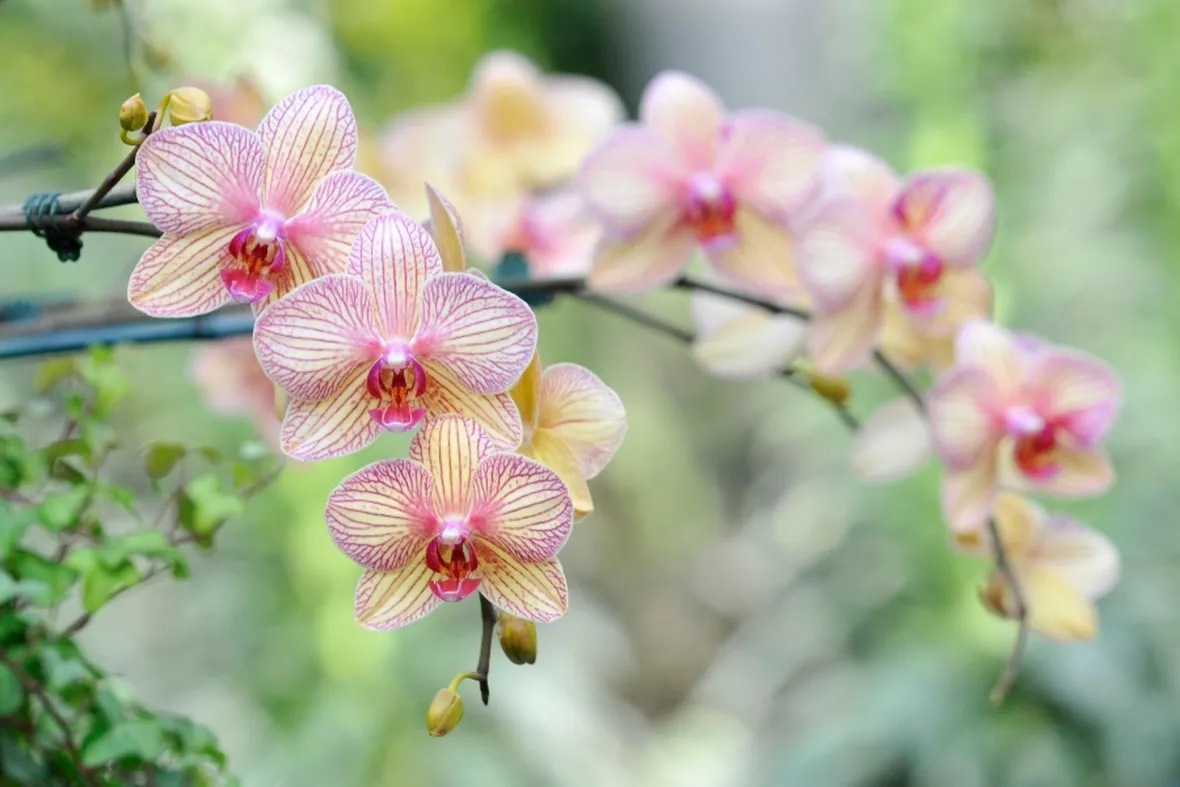 coltivazione orchidee in vaso-7