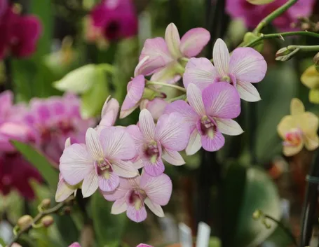 coltivazione orchidee in vaso-8