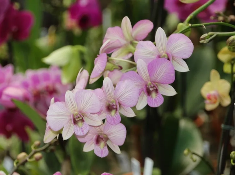 coltivazione orchidee in vaso-8