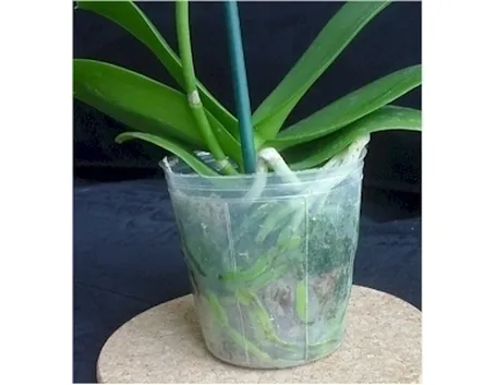 coltivazione orchidee in vaso-9