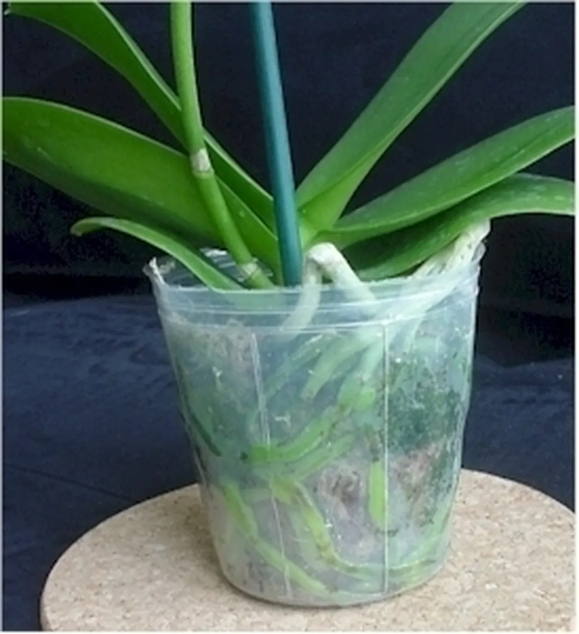 coltivazione orchidee in vaso-9