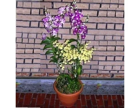coltivazione orchidee in vaso