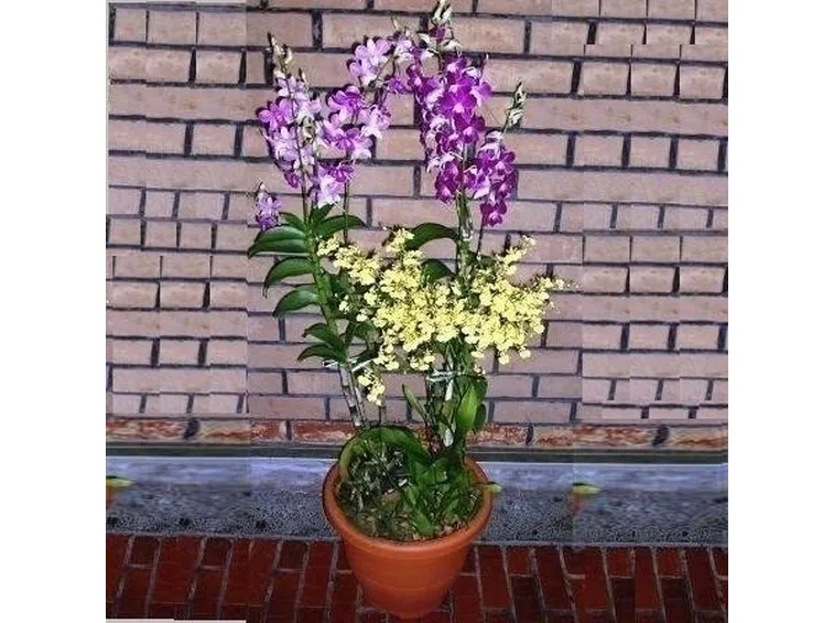 coltivazione orchidee in vaso