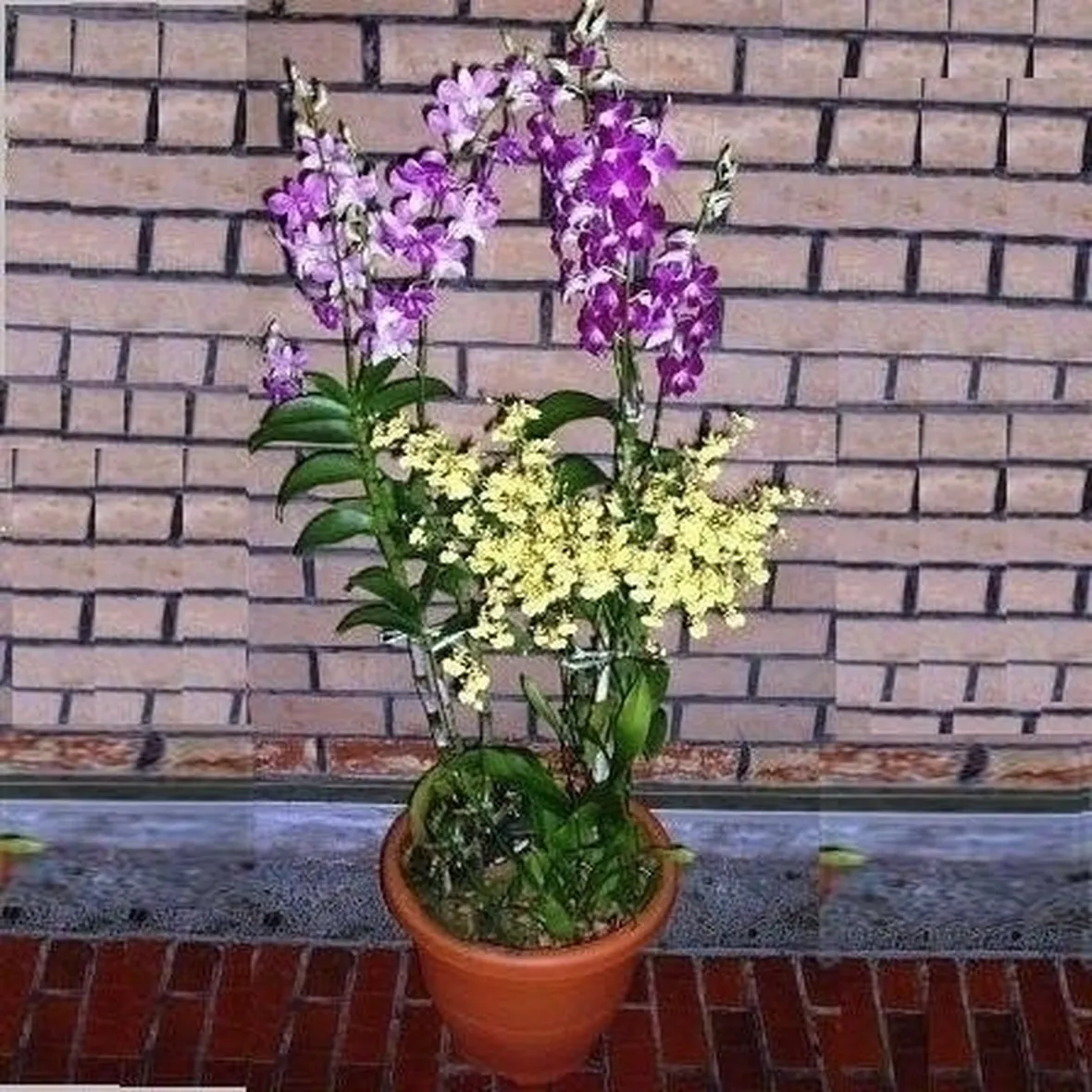 coltivazione orchidee in vaso