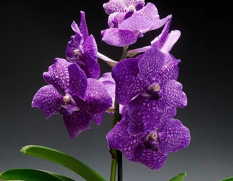 Come prendersi cura delle orchidee