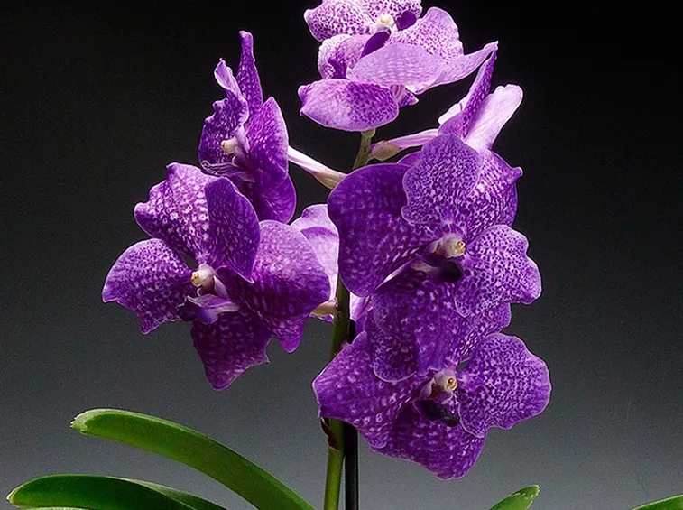 Come prendersi cura delle orchidee