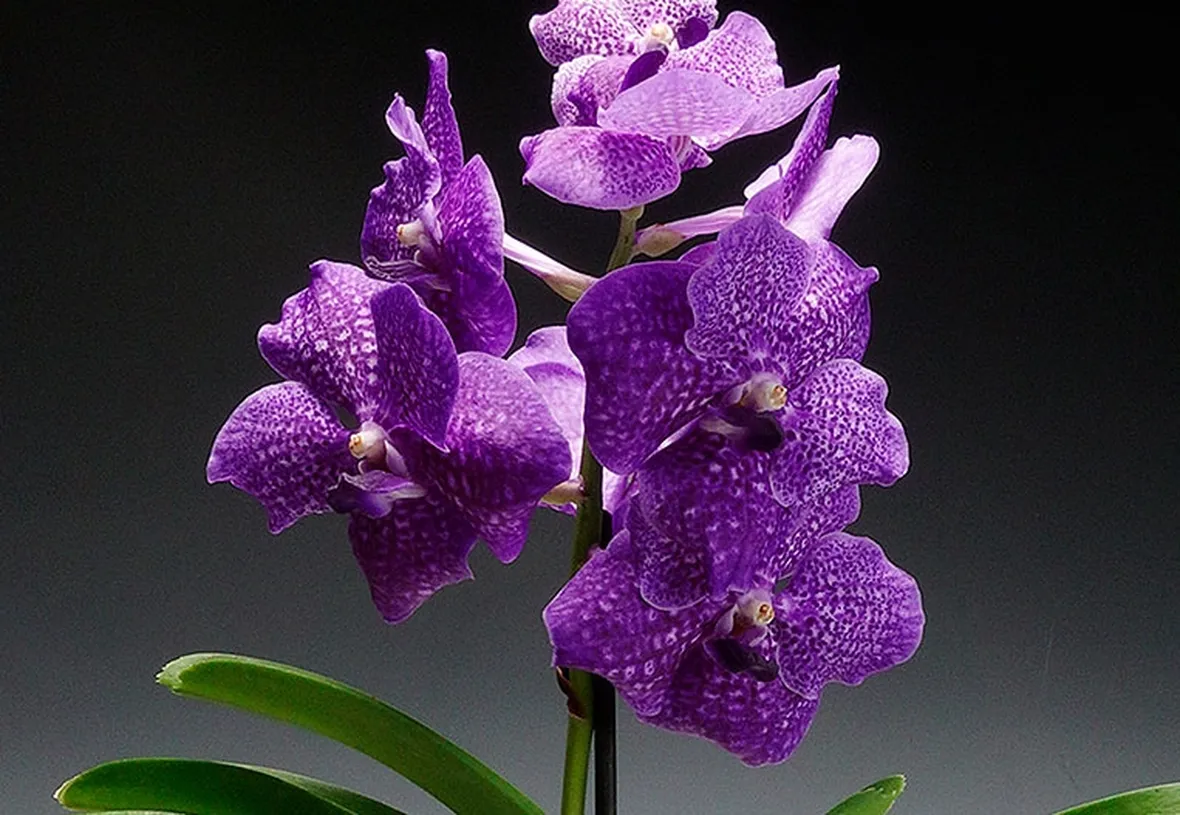 Come prendersi cura delle orchidee