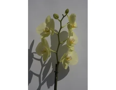 concime orchidee-1