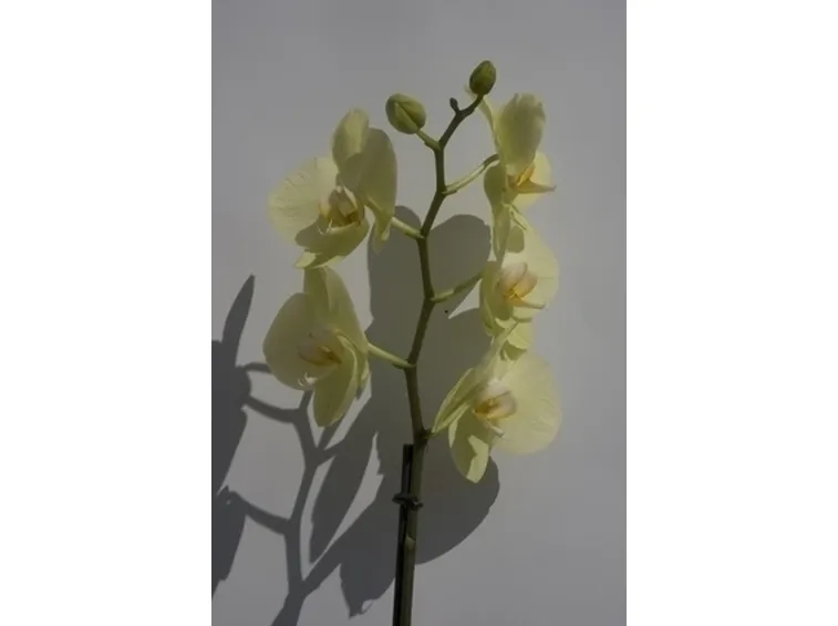 concime orchidee-1