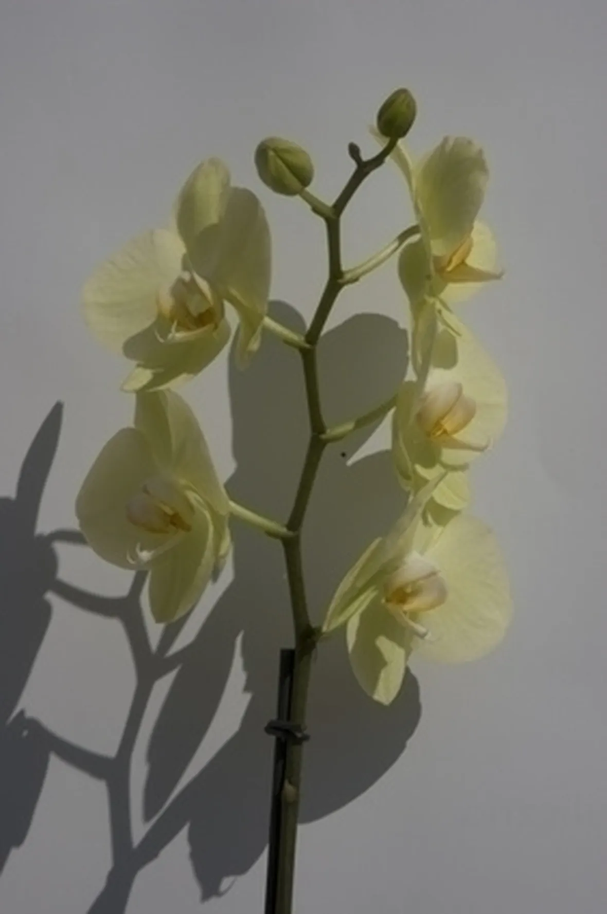 concime orchidee-1