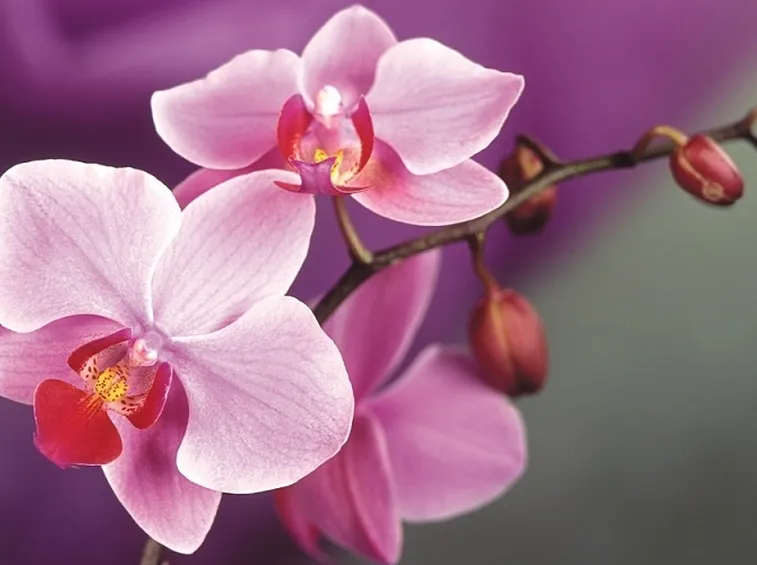 concime orchidee-2