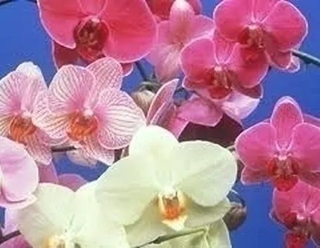 concime orchidee-4