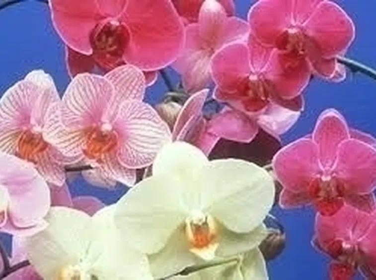 concime orchidee-4